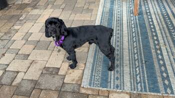 Rescue Cocker Spaniel Dogs for Adoption in Fort Worth, Texas - Beau | PetCurious