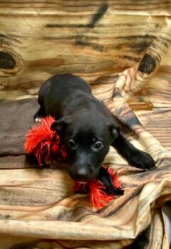 Jolene -  Mixed Breed Dog for Adoption in Minot, North Dakota - Jolene | PetCurious