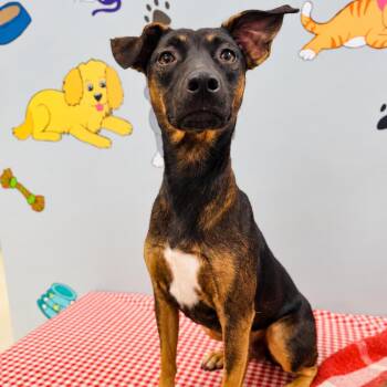 Willow -  Terrier and Rat Terrier Dog for Adoption in Lebanon, Missouri - Willow | PetCurious