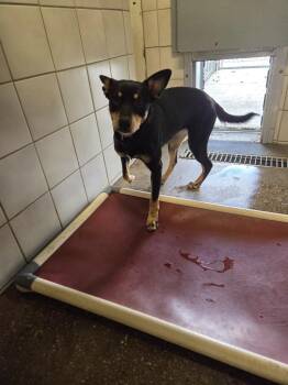 Sage -  Mixed Breed Dog for Adoption in Rock Springs, Wyoming - Sage | PetCurious
