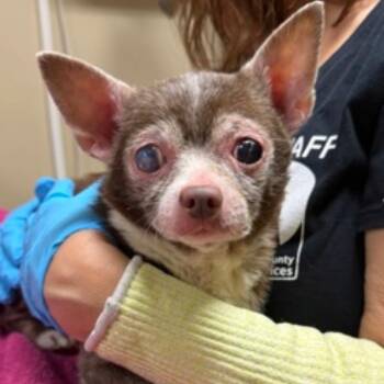 Paco -  Chihuahua Dog for Adoption in Powell Butte, Oregon - Paco | PetCurious
