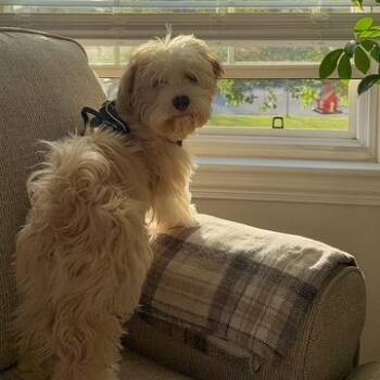 Teddy -  Havanese Dog Available for Adoption in Oak Brook, Illinois - Teddy | PetCurious