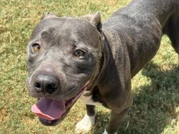 DENNIS -  Pit Bull Terrier Dog for Adoption in Tulsa, Oklahoma - DENNIS | PetCurious
