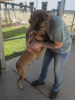 Chloe -  Shepherd and Labrador Retriever Dog for Adoption in Albany, Georgia - Chloe | PetCurious