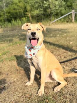 Dewey -  Mixed Breed Dog for Adoption in Menomonie, Wisconsin - Dewey | PetCurious