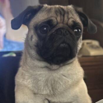 Mr. Handsome Stitch -  Pug Dog for Adoption in Ridgefield, Washington - Mr. Handsome Stitch | PetCurious