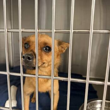 Annie -  Chihuahua Dog for Adoption in Columbus, North Carolina - Annie | PetCurious