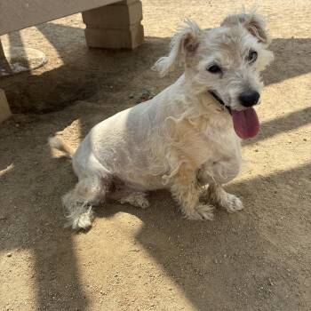 Gary [Bonded to Chloe] -  Terrier and Poodle Dog for Adoption in Yucca Valley, California - Gary [Bonded To Chloe] | PetCurious