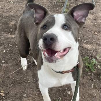Rufus -  American Staffordshire Terrier and Mixed Breed Dog for Adoption in Buchanan Dam, Texas - Rufus | PetCurious