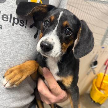 March -  Beagle and Hound Dog for Adoption in Normal, Illinois - March | PetCurious
