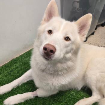 Achilles -  Husky and Mixed Breed Dog for Adoption in Columbia, Missouri - Achilles | PetCurious