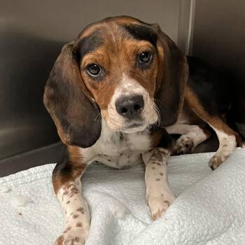 Bisquick -  Beagle Dog for Adoption in Grand Rapids, Michigan - Bisquick | PetCurious