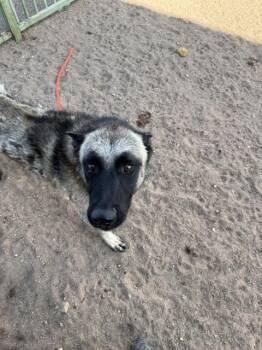 Charley -  German Shepherd Dog Dog for Adoption in Hobbs, New Mexico - Charley | PetCurious