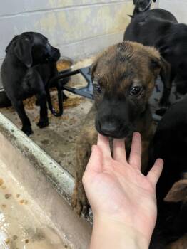 Journey -  Pit Bull Terrier Dog for Adoption in Troy, Ohio - Journey | PetCurious