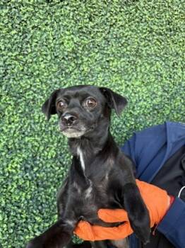 Rescue Chihuahua and Mixed Breed Dogs for Adoption in El Paso, Texas - 59813978 | PetCurious