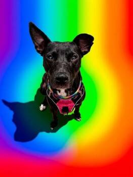 RUBY -  Mixed Breed Dog for Adoption in Jacksonville, Florida - RUBY | PetCurious