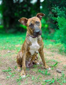 Georgia -  Shepherd and Pit Bull Terrier Dog for Adoption in Macon, Georgia - Georgia | PetCurious