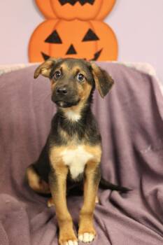 Monte in NH. Come Meet our Adoptable Dogs Wednesday-Saturday. Mo -  Australian Shepherd Dog for Adoption in Manchester, New Hampshire - Monte In NH. Come Meet Our Adoptable Dogs Wednesday-Saturday. Mo | PetCurious