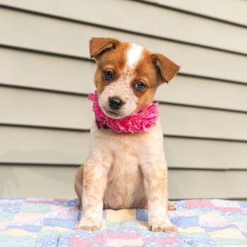 Minnie -  Australian Shepherd and Mixed Breed Dog for Adoption in Cincinnati, Ohio - Minnie | PetCurious