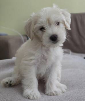Francesca -  Poodle Dog for Adoption in Sedalia, Colorado - Francesca | PetCurious