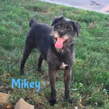 Mikey -  Mixed Breed Dog for Adoption in Joliet, Illinois - Mikey | PetCurious