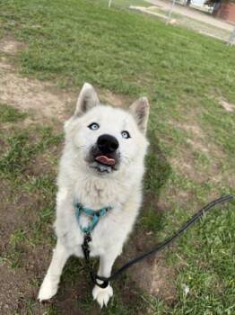 Lamark -  Siberian Husky and Mixed Breed Dog Available for Adoption in Scottsbluff, Nebraska - Lamark | PetCurious