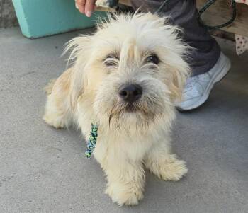 ECHO -  Shih Tzu and Mixed Breed Dog for Adoption in Albuquerque, New Mexico - ECHO | PetCurious