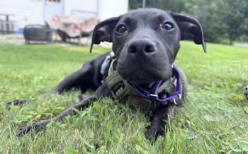 Martha -  Labrador Retriever Dog for Adoption in Griswold, Connecticut - Martha | PetCurious
