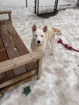 Shepherd Dogs Available for Adoption - Laverne | PetCurious