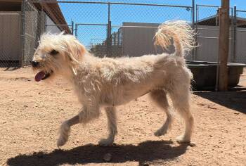 Terrier Dogs Available for Adoption in San Tan Valley, Arizona - Ginger | PetCurious