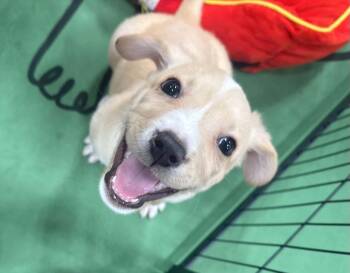 Blondie -  Yellow Labrador Retriever Dog for Adoption in Oklahoma City, Oklahoma - Blondie | PetCurious