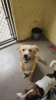 Golden Retriever and Mixed Breed Dogs Available for Adoption - ASHER (NEUTERED) | PetCurious