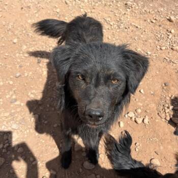 Sugar Free -  Mixed Breed Dog for Adoption in Moab, Utah - Sugar Free | PetCurious