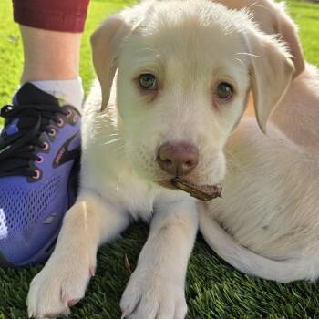 Labrador Retriever and Mixed Breed Dogs Available for Adoption - Luna | PetCurious