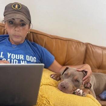 Bear Buddy Heart -  American Staffordshire Terrier and Pit Bull Terrier Dog for Adoption in Friendswood, Texas - Bear Buddy Heart | PetCurious