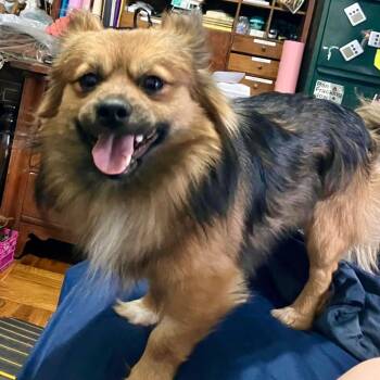 Pekingese Dogs Available for Adoption in New York, New York - TIRAMISU  | PetCurious