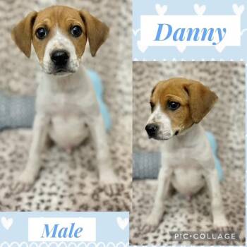 Hound Dogs Available for Adoption - Danny | PetCurious
