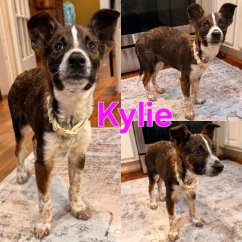 Rescue Australian Cattle Dog Blue Heeler Dogs for Adoption in Dallas, Texas - Kylie | PetCurious