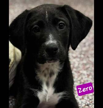 Rescue Jack Russell Terrier and Beagle Dogs for Adoption in Wheelersburg, Ohio - Zero | PetCurious