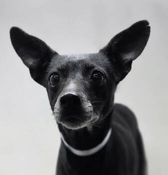 Rescue Chihuahua and Terrier Dogs for Adoption in New York, New York - Ladybug | PetCurious