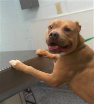 Pit Bull Terrier Dogs Available for Adoption - SLAT | PetCurious