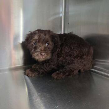 Female Puppy 3 (3564) -  Miniature Poodle Dog for Adoption in Fairfax Station, Virginia - Female Puppy 3 (3564) | PetCurious