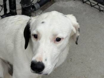 Labrador Retriever and Australian Cattle Dog Blue Heeler Dogs Available for Adoption in Tulsa, Oklahoma - MYSTERY | PetCurious