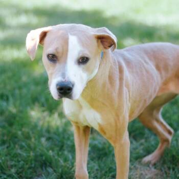 Nana -  Rottweiler Dog for Adoption in Northbrook, Illinois - Nana | PetCurious