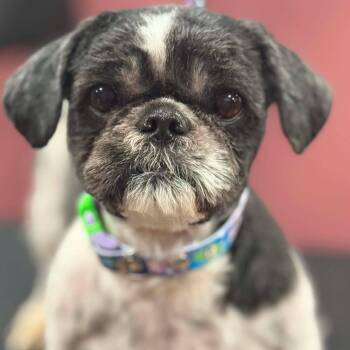 Benjamin Buttons -  Shih Tzu Dog for Adoption in Normal, Illinois - Benjamin Buttons | PetCurious