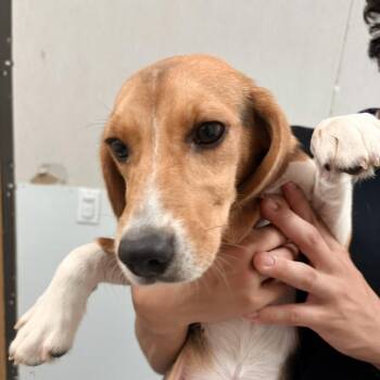 Felysha 9591 -  Beagle Dog for Adoption in Loxahatchee Groves, Florida - Felysha 9591 | PetCurious