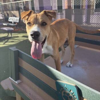 Rescue Shepherd and Mixed Breed Dogs for Adoption in El Paso, Texas - Cuddles* | PetCurious