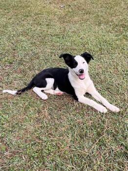 Rescue Border Collie Dogs for Adoption in Glocester, Rhode Island - Skye | PetCurious