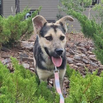 Skye -in foster! -  Shepherd and Mixed Breed Dog for Adoption in Flagstaff, Arizona - Skye -in Foster! | PetCurious