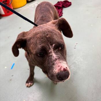 Mixed Breed Dogs Available for Adoption in Memphis, Tennessee - Sadie | PetCurious